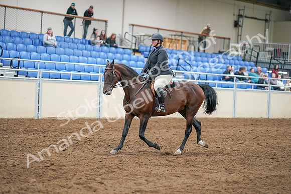 2020 - AB Morgan Horse - Sat, Sept 05 - 14294