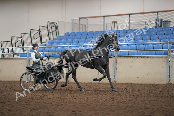 2019 Morgan Horse Show - Aug 31, 2019 - 04708