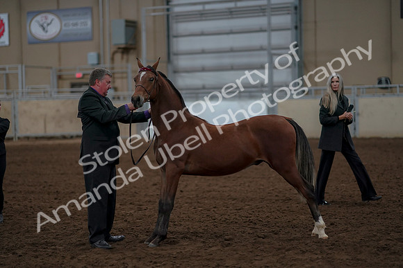 2019 Morgan Horse Show - Aug 30, 2019 - 25591