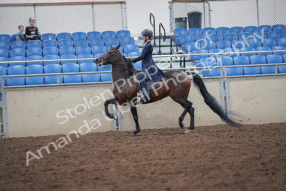 2019 Morgan Horse Show - Aug 30, 2019 - 17806