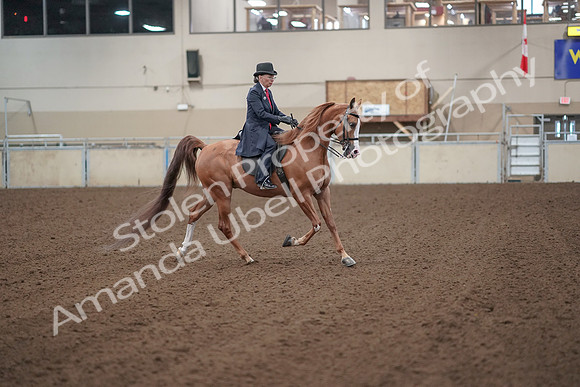 2019 Morgan Horse Show - Sept 01, 2019 - 12066