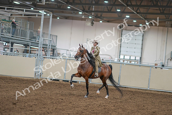 2020 - AB Morgan Horse - Sat, Sept 05 - 07928