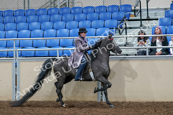 2020 - AB Morgan Horse - Sat, Sept 05 - 13829