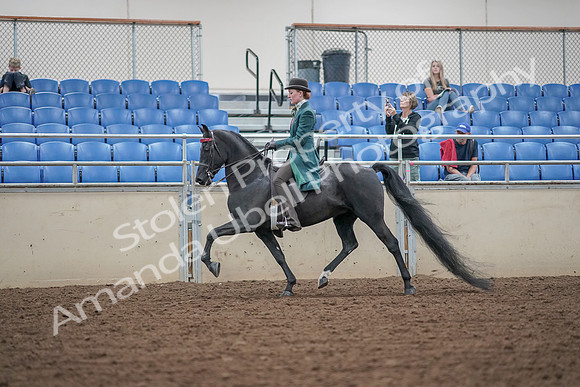 2019 Morgan Horse Show - Aug 30, 2019 - 15341