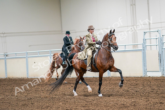 2020 - AB Morgan Horse - Sat, Sept 05 - 08222