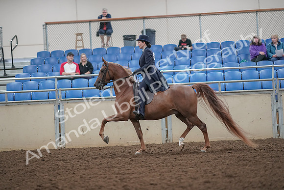 2019 Morgan Horse Show - Aug 30, 2019 - 26782
