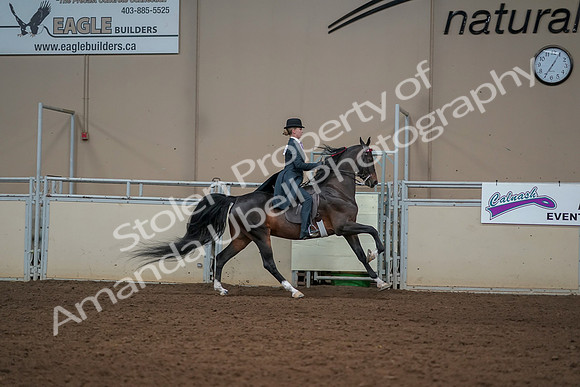 2019 Morgan Horse Show - Aug 30, 2019 - 25333