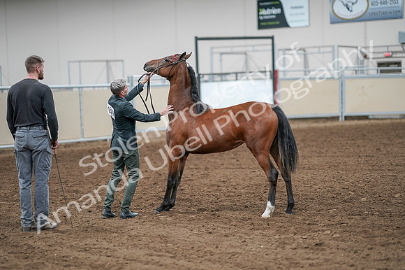 2020 - AB Morgan Horse - Fri, Sept 04 - 07629