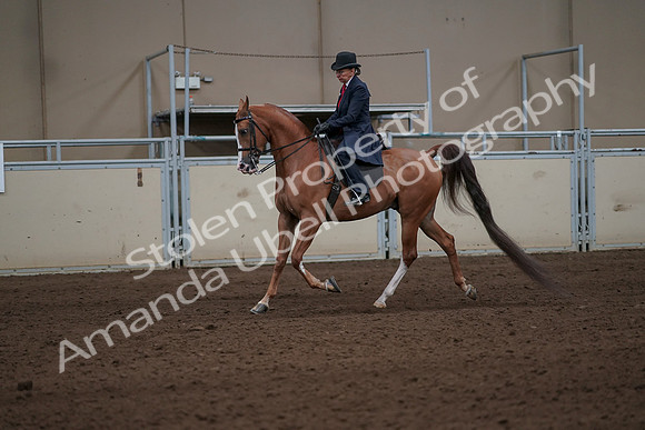 2019 Morgan Horse Show - Sept 01, 2019 - 11908