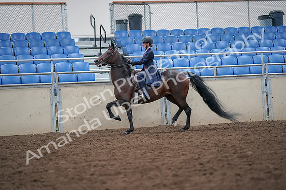 2019 Morgan Horse Show - Aug 30, 2019 - 17800