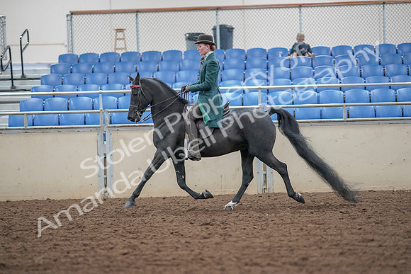 2019 Morgan Horse Show - Aug 30, 2019 - 15420