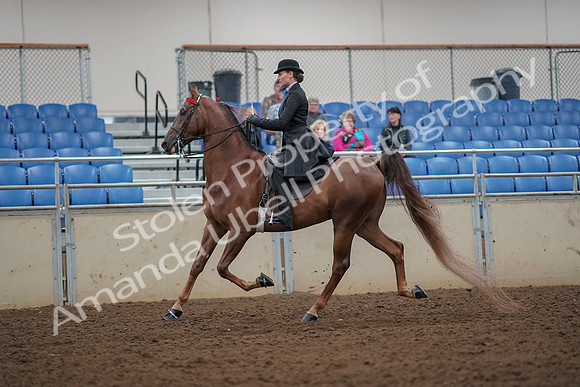 2019 Morgan Horse Show - Aug 30, 2019 - 25136