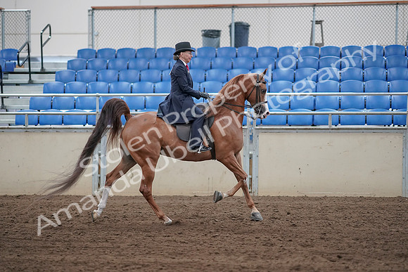 2019 Morgan Horse Show - Sept 01, 2019 - 11983