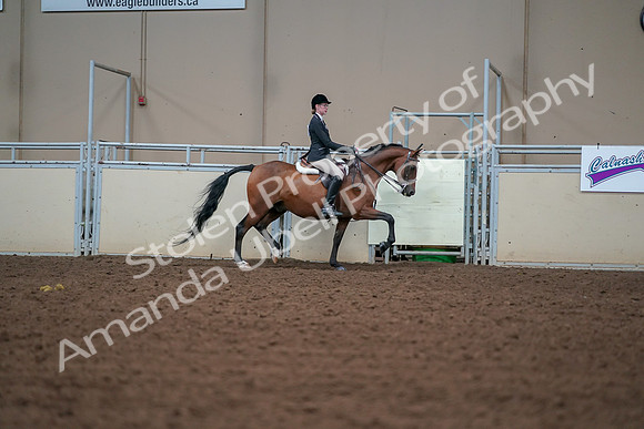 2019 Morgan Horse Show - Aug 30, 2019 - 20914