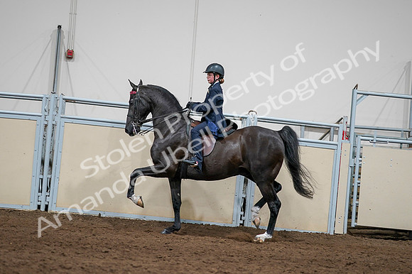 2020 - AB Morgan Horse - Fri, Sept 04 - 03254