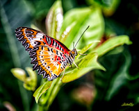 Insects - 011