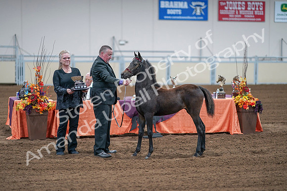 2020 - AB Morgan Horse - Fri, Sept 04 - 06220
