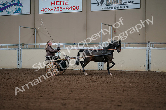 2019 Morgan Horse Show - Aug 30, 2019 - 13371