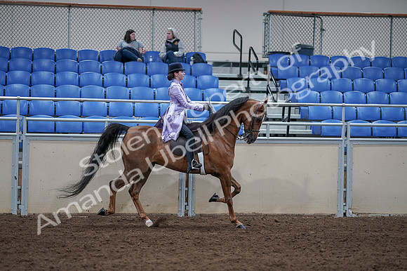 2020 - AB Morgan Horse - Fri, Sept 04 - 05101