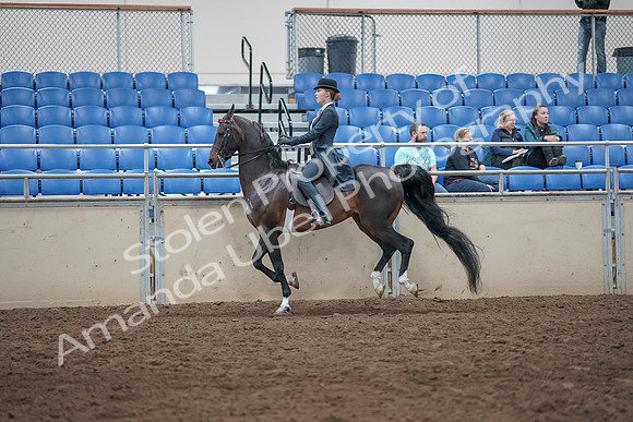 2019 Morgan Horse Show - Aug 31, 2019 - 08782