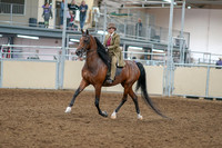 2020 - AB Morgan Horse - Sat, Sept 05 - 05276