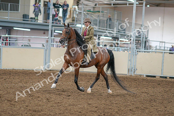 2020 - AB Morgan Horse - Sat, Sept 05 - 05276