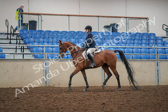 2019 Morgan Horse Show - Aug 30, 2019 - 22258