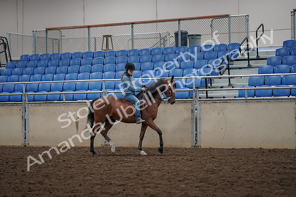 2019 Morgan Horse Show - Aug 30, 2019 - 31341