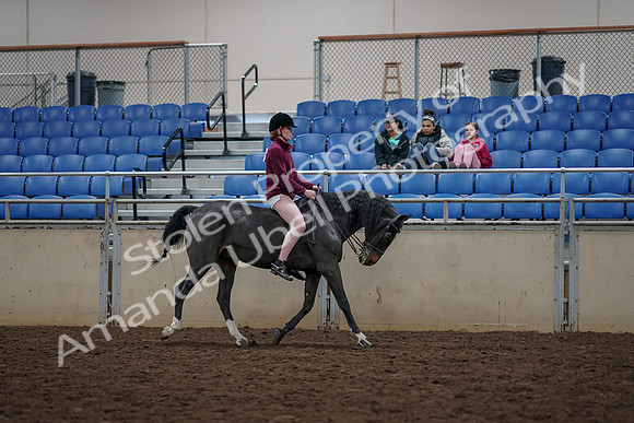 2019 Morgan Horse Show - Aug 30, 2019 - 31357