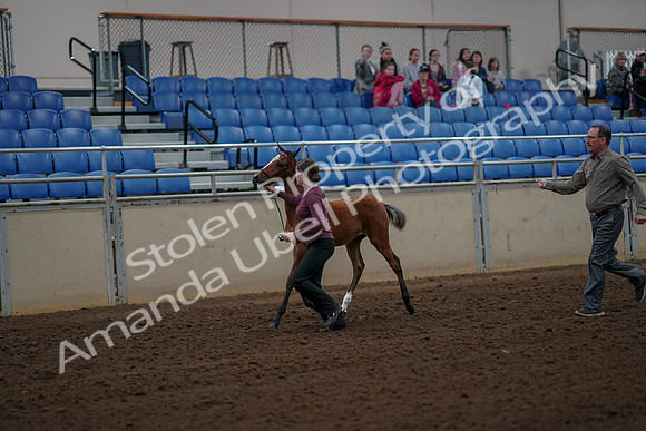 2019 Morgan Horse Show - Aug 30, 2019 - 24681