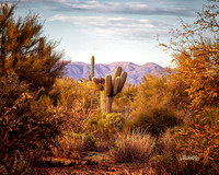 Landscapes - US - 018