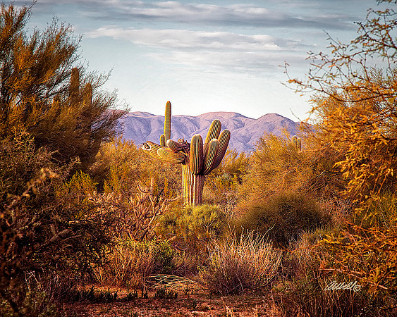 Landscapes - US - 018
