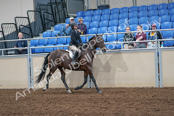 2020 - AB Morgan Horse - Sat, Sept 05 - 05125