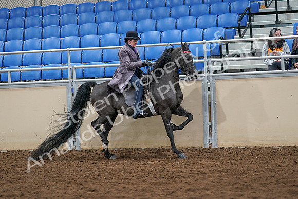2020 - AB Morgan Horse - Sat, Sept 05 - 13988
