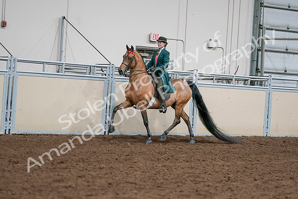 2020 - AB Morgan Horse - Sat, Sept 05 - 13664