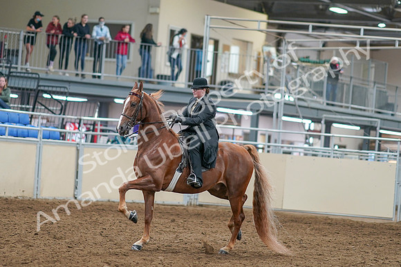 2020 - AB Morgan Horse - Sat, Sept 05 - 07972