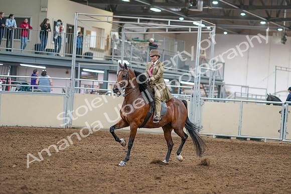 2020 - AB Morgan Horse - Sat, Sept 05 - 07934