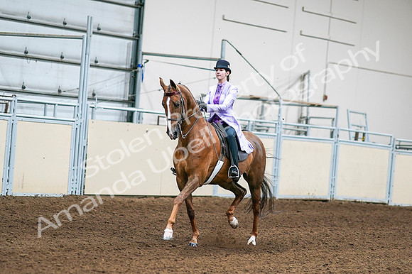 2020 - AB Morgan Horse - Fri, Sept 04 - 04997