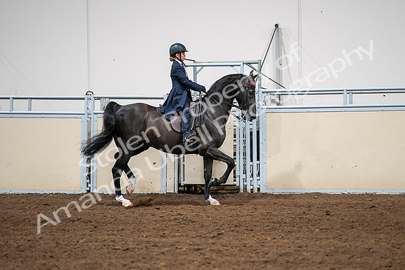 2020 - AB Morgan Horse - Fri, Sept 04 - 03080