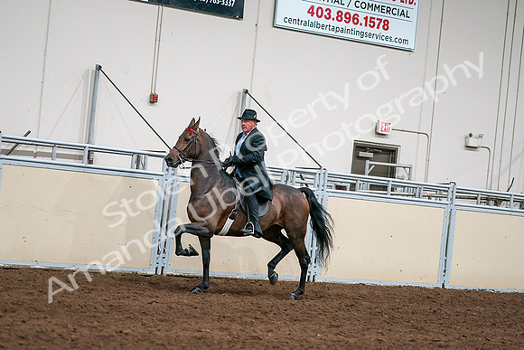 2020 - AB Morgan Horse - Sat, Sept 05 - 08116
