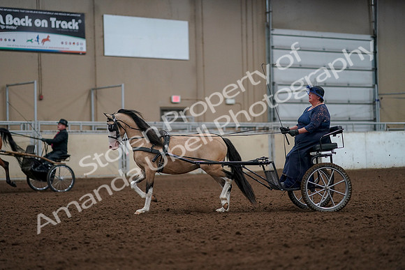 2019 Morgan Horse Show - Aug 30, 2019 - 13258