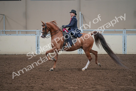 2019 Morgan Horse Show - Sept 01, 2019 - 12131