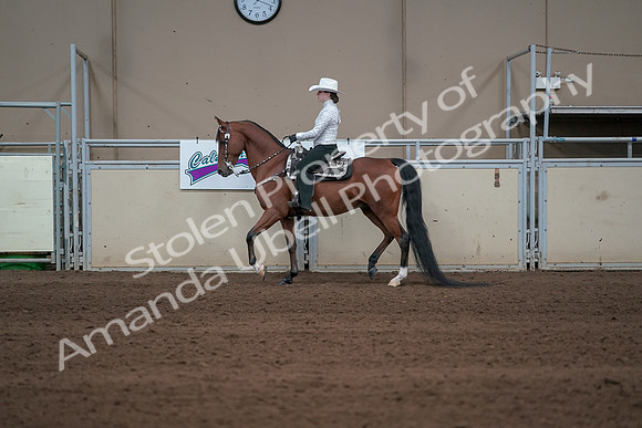 2019 Morgan Horse Show - Sept 01, 2019 - 06952