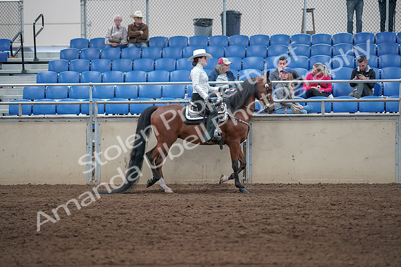 2019 Morgan Horse Show - Sept 01, 2019 - 07135