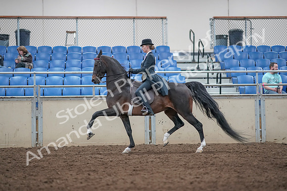 2019 Morgan Horse Show - Aug 31, 2019 - 08743