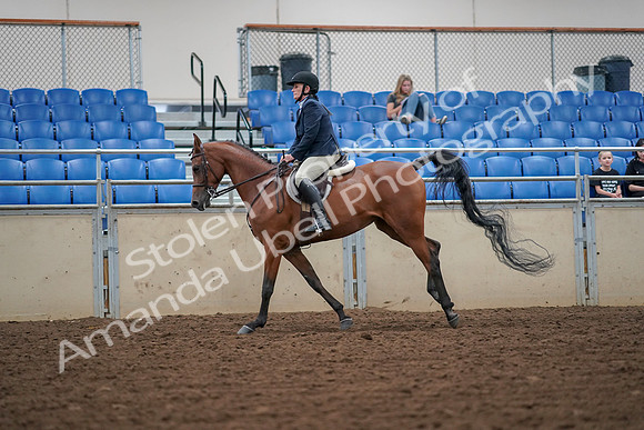 2019 Morgan Horse Show - Aug 30, 2019 - 16365