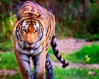 Big Cats - 017