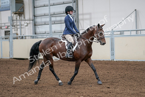 2020 - AB Morgan Horse - Fri, Sept 04 - 05975