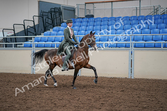 2020 - AB Morgan Horse - Fri, Sept 04 - 03425