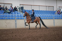 2019 Morgan Horse Show - Aug 31, 2019 - 19914